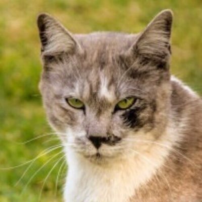 Arrogance is a sin, I commit now & then. I run a business & a tank, both a success. know stuff. Tweets in Arabic & English Avi: condescending self! #Avi my cat