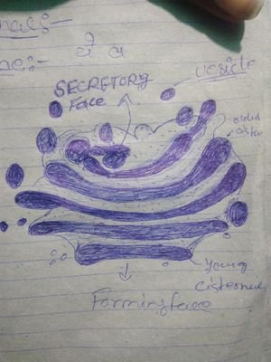 f0748eeaaf70419's profile picture. bio zoology