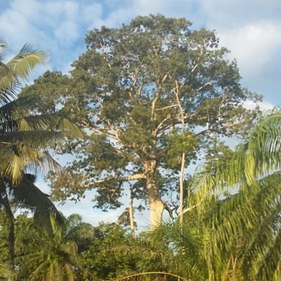 Sustainability and conservation practitioner for Proforest. Tropical forests, sustainable landscapes, livelihoods, biodiversity and carbon. Views my own