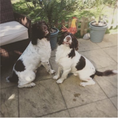 We are two springer spaniels Nigel and Kevin we love life ❤️ Follow our everyday adventures and see what we get up too. 🐾🐾Life through the eyes of us 2