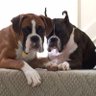 myparentsdogs's profile picture. just a couple of boxers #boxers #boxerdogs #puppylove #puppysnuggles #dogs #puppies