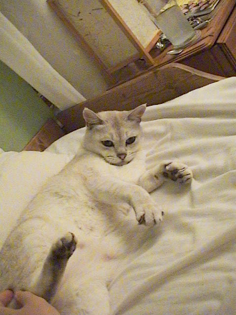 EviltheCat's profile picture. Apppears composed, so is, I suppose