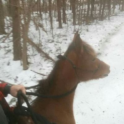 Alpha horse training. Training each equine with respect and patience to provide the foundation for a lifetime. Teaching the unknown to the uncaring.