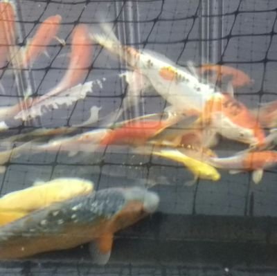 Hilltopkoi by Meyer for Hire .....We simply sell koi....contact (973)-330-1700 or (201-738-3428 )text, call email hilltopkoi@hotmail.com (Russel Meyer & Jason)