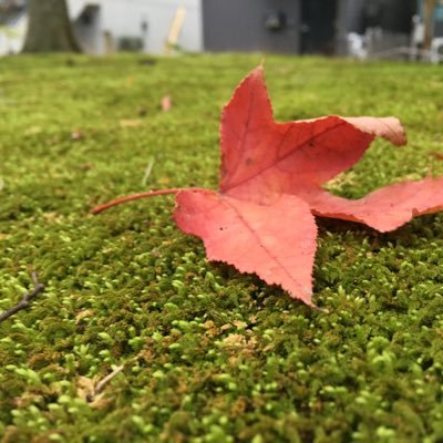 nekotec's profile picture. ていねいにやれば大丈夫だよ。 あるメーカーの片隅で微妙に頑張ってる。ffOGで世代は2013頃。