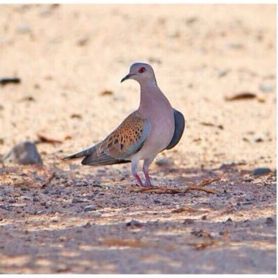 صيد القمري من هواية إلى تجارة تدر أموالا طائلة المدينة