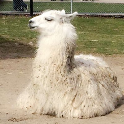 KristinaCocoli's profile image