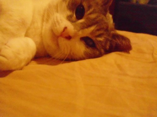 PopcornKittyCat's profile picture. Mreow, Thanks for coming to my  page. Murr, I'm a kitty cat. I bitch-meow all the time. My minion is @SuziSpooky. I'm a little princess. So, follow me.