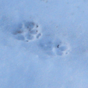 Lenora Rivera - @betula_lupis - Twitter