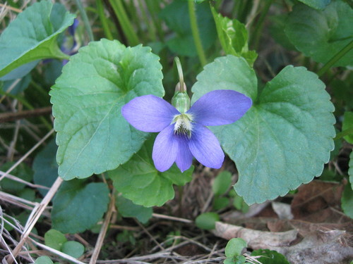 pertelote's profile picture. KJ5JUU