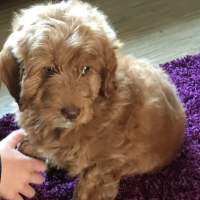 Tedthedog2017's profile picture. F1b Labradoodle born 03/02/17 #labradoodle