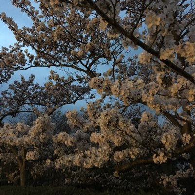 8PYktZ7zZszipxB's profile picture. 脱臼bot