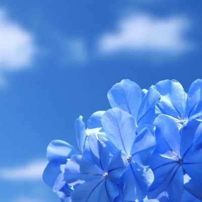 푸른하늘さんのプロフィール画像