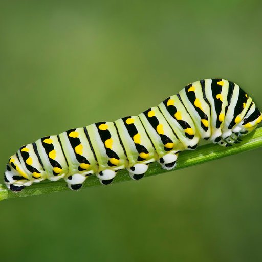 apcsp1692's profile picture. Run the loop cell that will initiate the game, then tweet out # WalkCSP. Delete all #'s after game is over before playing again. Have fun!