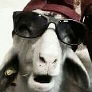 uRoyalol's profile picture. Perfil criado para pontuar no Tim Beta (concluído)