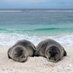 HMSRP (@savingmonkseals) Twitter profile photo HMSRP (@savingmonkseals) Twitter profile photo