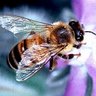 domainrealties's profile picture. BUZZOO for the promotion of science, happiness and a long life with a spirituality of connecting with infinity