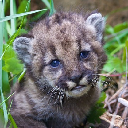 The Center's Urban Wildlands program works to halt unsustainable sprawl development and fight for land-use policies that protect communities and wildlife.