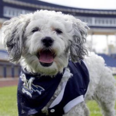 brewers hank the dog