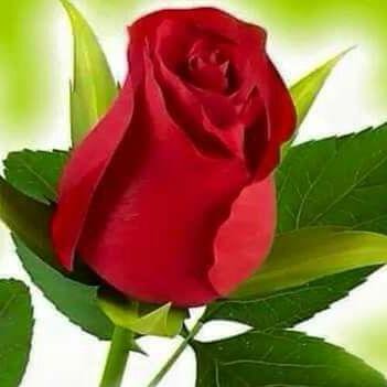 vivk786's profile picture. 