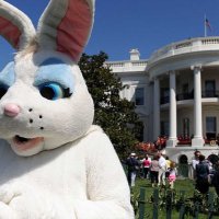 SpicerBunny (@backtobunnysuit) 's Twitter Profile