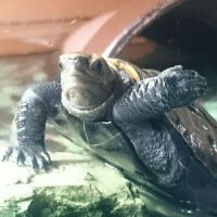 七福湯 カイヤ シゲノリの🐢 (@shichifukuyu) 's Twitter Profile