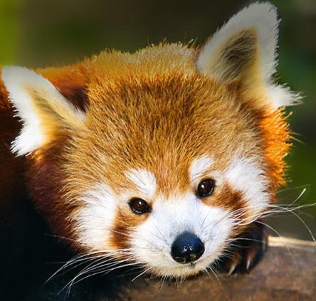 stablecore's profile picture. 