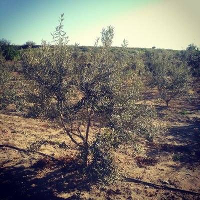 Pequeño olivar familiar en la provincia de Huesca, plantado en 2012 de variedad Royeta de Asque. También tenemos un huerto para casa.  huertoyolivo@gmail.com