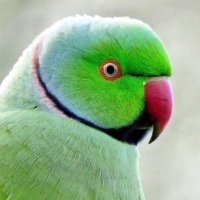 Bexley Wildlife (@bexleybirding) 's Twitter Profile