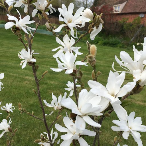 Wonderful gardens, great and small, in beautiful Shropshire countryside, opening for charity as part of National Gardens Scheme, #ngs