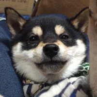 きすけ//豆柴 (@shi_kisuke_ba) 's Twitter Profile Photo きすけ//豆柴 (@shi_kisuke_ba) 's Twitter Profile Photo