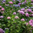 treefrog57's profile picture. 