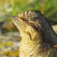 Glos Bird News(@GlosBirds) 's Twitter Profile Photo