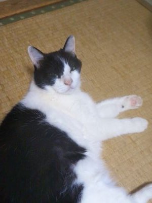 tabikorsdnet1's profile picture. 