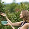 SFoodPhotog's profile picture. Food photographer from the Highlands. I tell stories about – and support –delicious ethical, sustainable and organic food.