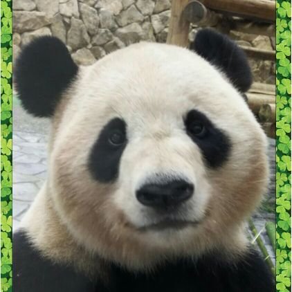 大人の20代です。馬場俊英さん、さらば青春の光、オリックスに急にハマる⚾️🐼パンダ🐼も大好きで特に浜家のトリコ●오●