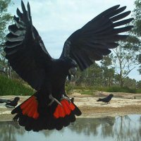 #AustralEcology (@australecology) 's Twitter Profile Photo #AustralEcology (@australecology) 's Twitter Profile Photo
