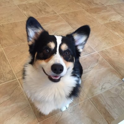 I'm a sassy corgi! If you love corgis you will love this shop! ➡️https://t.co/c6OG8rV2tM Advertising we are also on IG follow us!