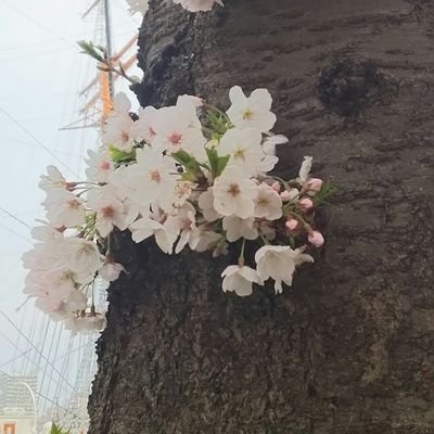 meamonneko's profile picture. 未だかつてなく日本の未来が心配です。2025年高市早苗総理大臣誕生を心から喜び応援したいと思っています。無言フォロー失礼いたします。