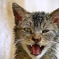 Felinos lo Morant (@f_lo_morant) 's Twitter Profile