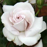 gulab khan (@gulabkiani) 's Twitter Profile