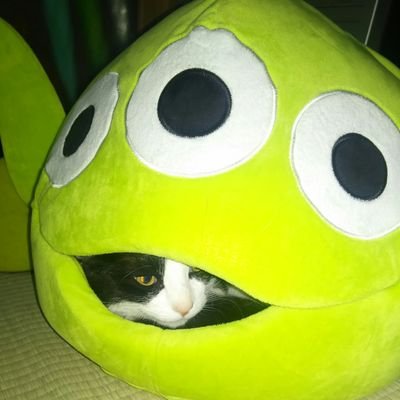 greeen2989's profile picture. ⭐︎ライブフェス好き⭐︎🎵THEBAWDIES.MAWM.10-FEET.HEY-SMITH.MONOEYES.BRAHMAN.04 その他→Disneyラーメン旅野球サッカー☆