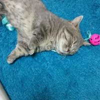 るっくんの生活記 (@lukefelde) 's Twitter Profile