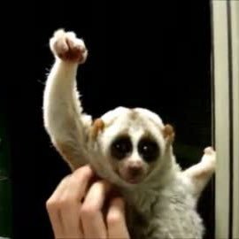 mayazinbu's profile picture. 音楽と肉とアニメなどが好きです。育児アカになりつつある。