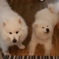 Elliott (@elliottsinger) 's Twitter Profile