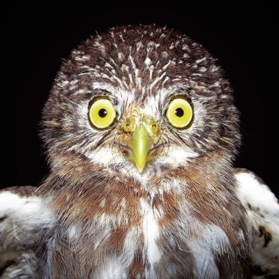 Ornitóloga, interesada en ecología y conservación de aves amenazadas y de distribución restringida. 🇻🇪🇪🇸