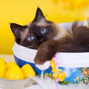 Seal-point Persian Princess. Member of #PinkAngels . Engaged to my beloved @charliechipscat. #Followback