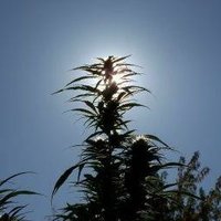 HempHome (@hemphome) 's Twitter Profile