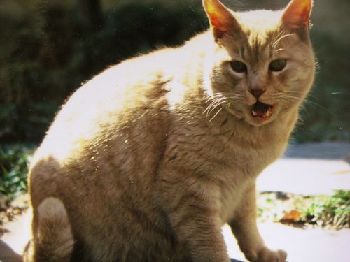 taku_taowa's profile picture. Apple好き、音楽好き、2児の父。