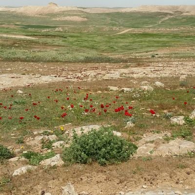 hussainalabdli's profile picture. 